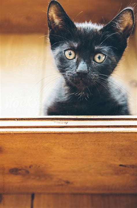 Black Kitten On A Wooden Shelf By Stocksy Contributor Kkgas Black