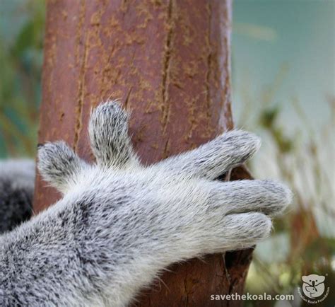 Koalas Have 5 Digits On Each Front Paw Two Of Which Are Opposed To The