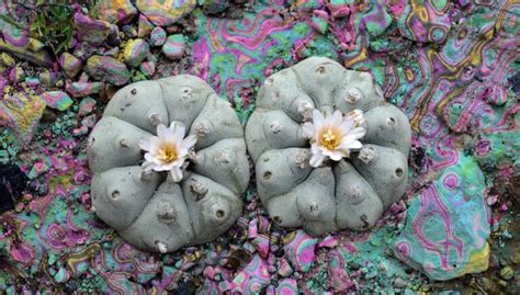 Peyote And Its Effects