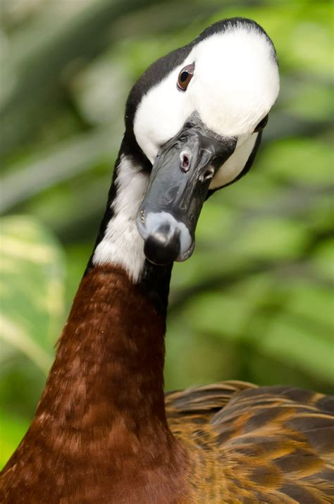 Duck Animals Free Stock Photo Public Domain Pictures