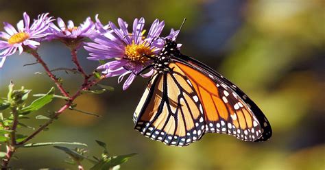 What Is A Monarch