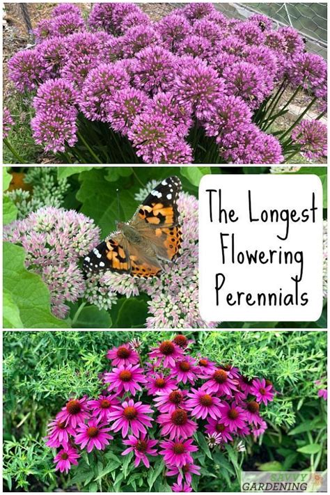 10 Of The Longest Flowering Perennials For Your Garden In 2020 Garden