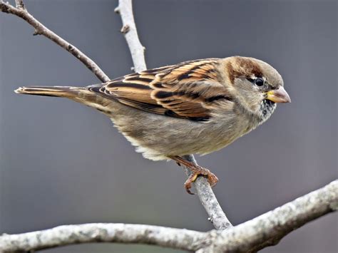 House Sparrow Celebrate Urban Birds