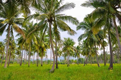Large Tropical Forest Consisting Of Tall Coconut Palms Stock Photo
