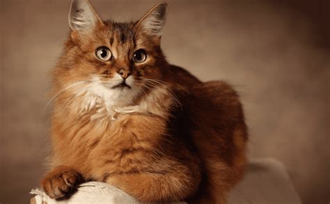 Shades Of Cuteness 13 Of The Most Attractive Brown Cat Breeds