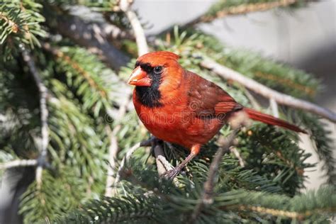 Male Northern Cardinal Standing In Tree Stock Photo Image Of Tropical