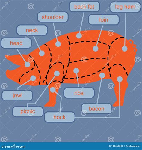 Diagrama De Corte De Cortes De Carne De Cerdo Ilustración Del Vector