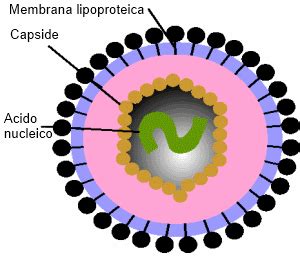 Un virus informático o gusano informático es un programa de software malicioso que puede replicarse a sí mismo en ordenadores o a través de redes de ordenadores sin que te des cuenta de que el equipo está infectado. Virus Disegno - Bacteria and virus cells stock vector ...