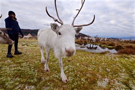Feeding Arctic Reindeer In Tromso Atlas And Boots
