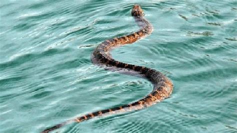 How To Spot A Venomous Water Snake Woai