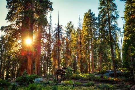 Sunset In The Sequoia Forest Sequoia National Park California Stock