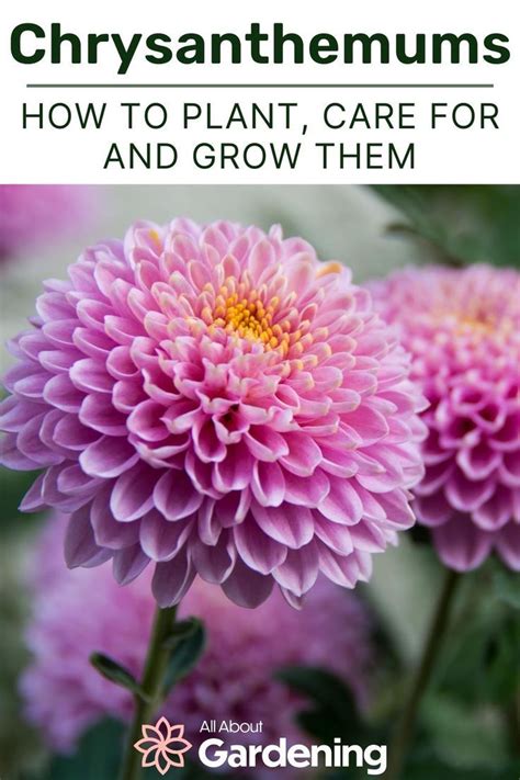How To Plant Grow And Care For Chrysanthemums In Your Garden In 2023