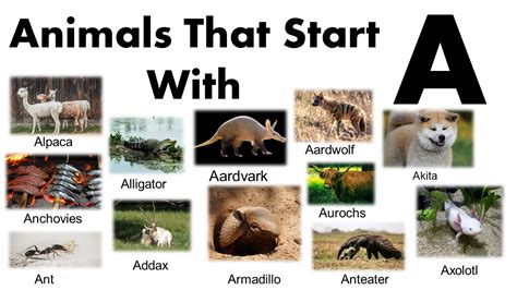 All Animals That Start With A List And Images Grammarvocab