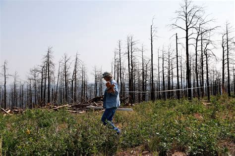 Tree Planting Efforts Arent Replacing Burned Us Forests — Not Even