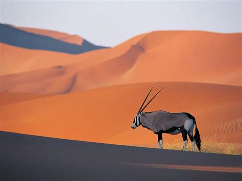 Namibias Incredible Desert Adapted Animals