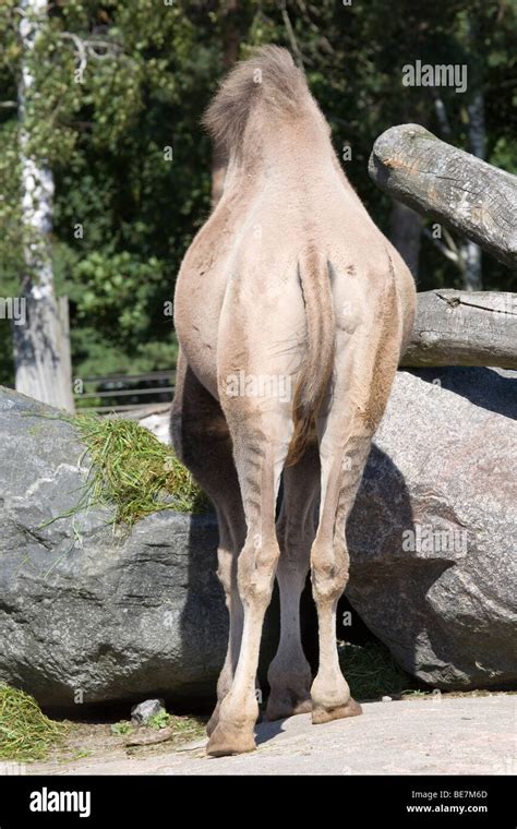 Camel Leg Legs Hi Res Stock Photography And Images Alamy