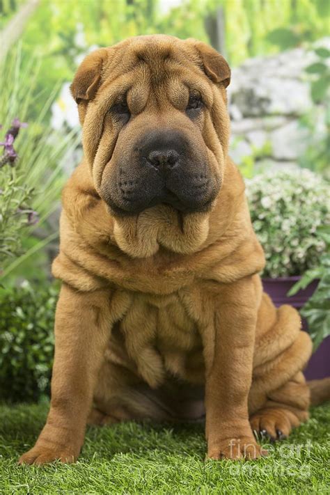 Shar Pei Dog Puppy Photograph By Mary Evans Picture Library