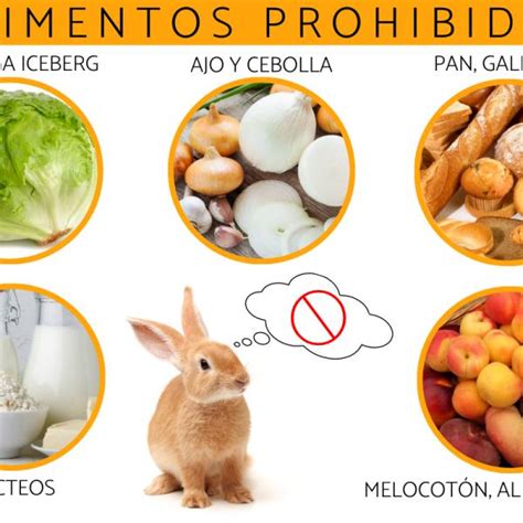 Aprender Acerca Imagen Los Conejos Pueden Comer Elote Abzlocal Mx