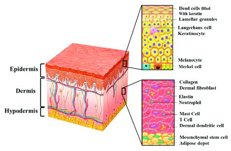 The Structure Of Human Skin Consisting Of Three Primary Layers The