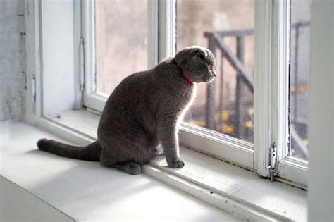 Premium Photo Black Cat Sitting On Window Sill