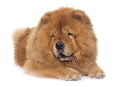 Chow Chow Breeders Puppies And Breed Information Dogs Australia