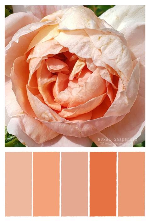 Rural Snapshots Peach Tones Peach Color Palettes Peach Palette