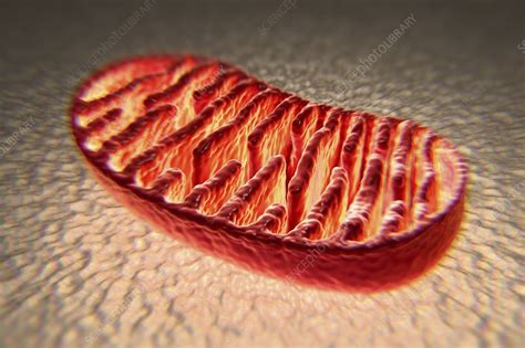 Mitochondria Artwork Stock Image C0203147 Science Photo Library