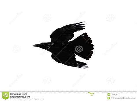 Silhouette Of Crow Isolated On White Background Stock Photo Image Of