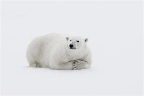 Arctic North Of Svalbard A Polar Bear Rests On The Edge Of A Slab Of