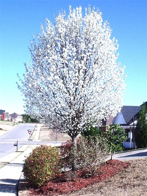 Review of risks should be undertaken before selecting this tree for planting sites. The Flowering Chanticleer Callery Pear Tree