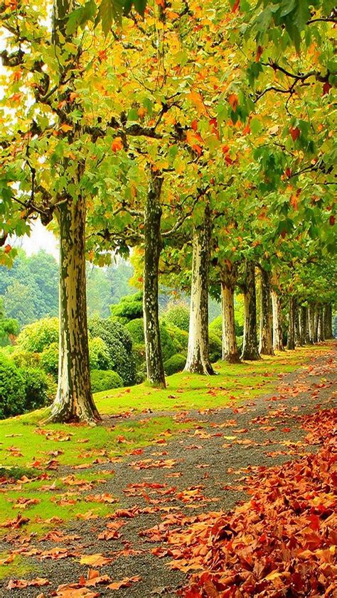 Road Between Greenery Nature Wallpaper Download Mobcup