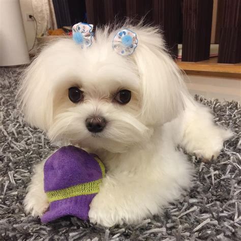 Shes Adorable ️ Maltese Dogs Teacup Puppies Maltese Maltese Puppy