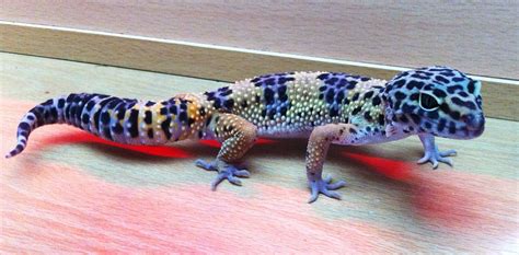 Northumberland Leopard Gecko