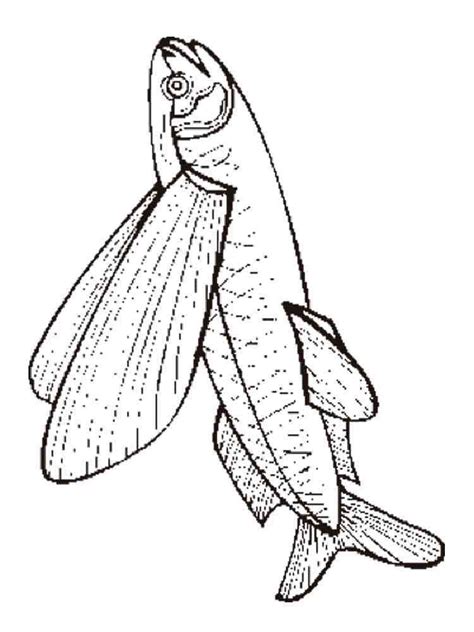Flying Fish Coloring Pages Download And Print Flying Fish Coloring Pages