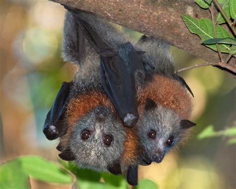 Grey Headed Megabats Flying Foxes Fruit Bats