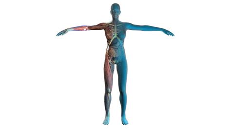 Human Anatomy Showing Full Male Body Rotating Glowing