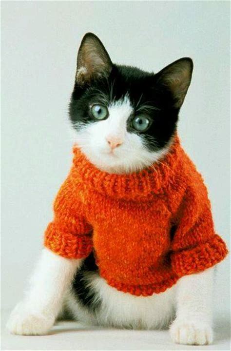 30 Photos Of Cats In Jumpers Various Hoodies And Tops