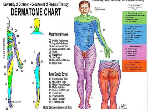 Dermatome Chart Nerves Of The Body Dermatomes Charts Spinal Cord Injury