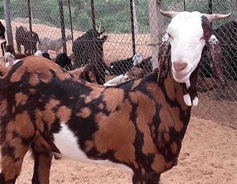 Sirohi Goat Native