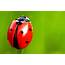 Ladybug Facts 15 Things You Didnt Know Part 1