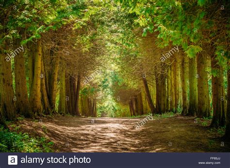 Walkway Lane Path With Green Trees In Forest Beautiful