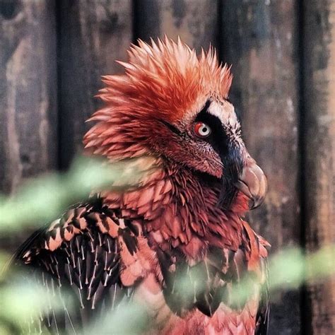 Bio Sapiens On Instagram “bearded Vultures Who Naturally Have White Feathers Will Coat