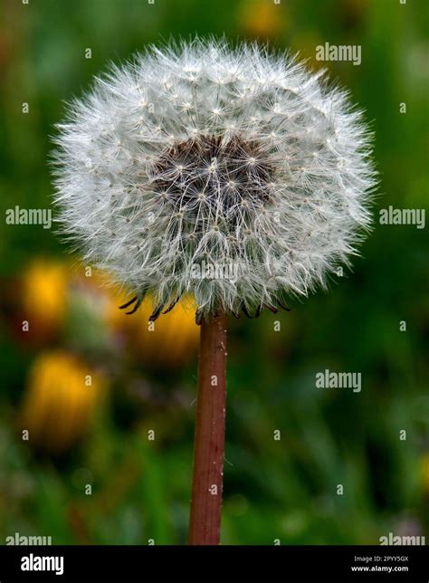 A Single Stem Of A Dandelion In Its Post Flowering State With The Downy