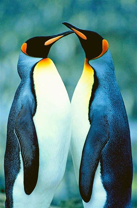 Pinguine Produzieren Lachgas Natur Derstandardat › Wissenschaft