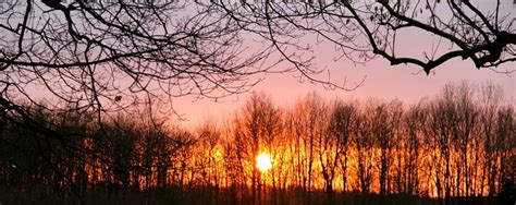 Sunset Trees Winter · Free Photo On Pixabay