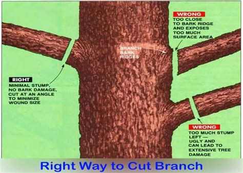 How To Cut Branches From A Tall Tree 4 Easiest Methods