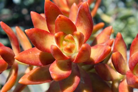 There's something about orange succulents that just makes them look exquisite. Vivero Growers Garden: Blooms, Cactus and Succulents Oh My!