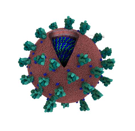 Pdb 101 Learn Flyers Posters And Other Resources Coronavirus