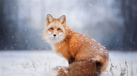 Download 1366x768 Wallpaper Red Fox Stare Winter Snow Wildlife