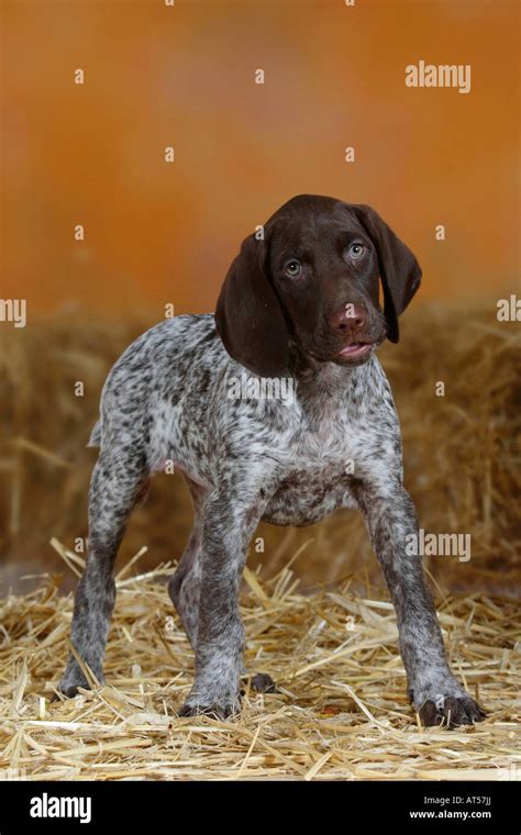 German Shorthaired Pointer Puppy Weeks Hi Res Stock Photography And
